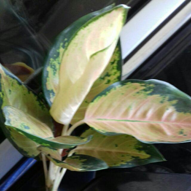 Bibit Bunga Aglonema Sultan Brunei