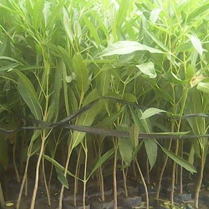 

10 Tanaman Bibit Tabebuya Sakura Kuning Cerah