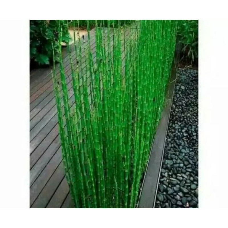 Tanaman Hias hidup Bambu Air