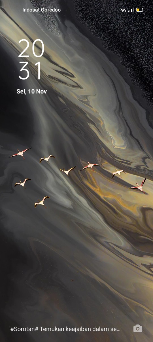 Bibit Buah Jeruk Pontianak 60 Cm Kbp