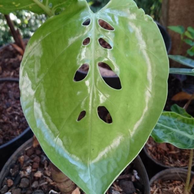 Tanaman Hias Philodendron Amydrium Medium Philodendron Shopee Indonesia