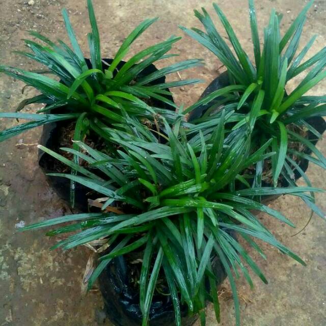 MURAH tanaman hias kucai mini / pohon kucai mini / tanaman kucai