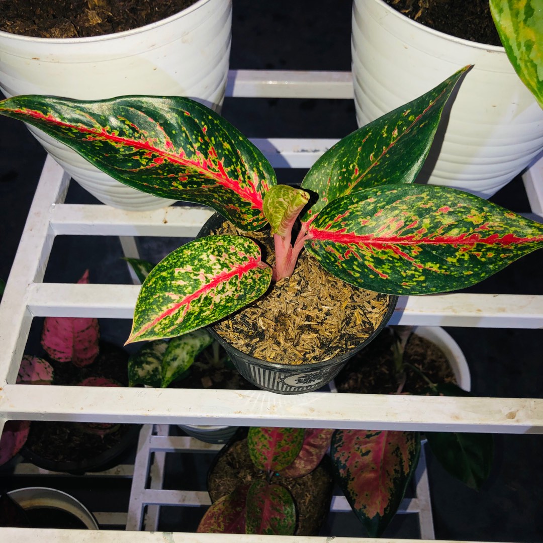 Aglonema Hot Lady