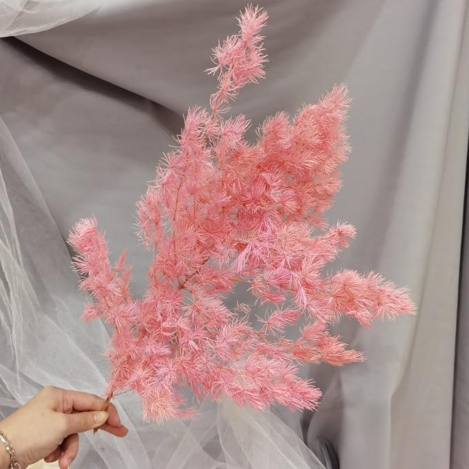 Asparagus Bintang Besar Preserved Dried Flower /Bunga Kering Asparagus