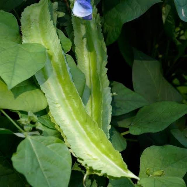 

Kecipir Muda 500gr / Cipir / Sayur Kecipir Segar