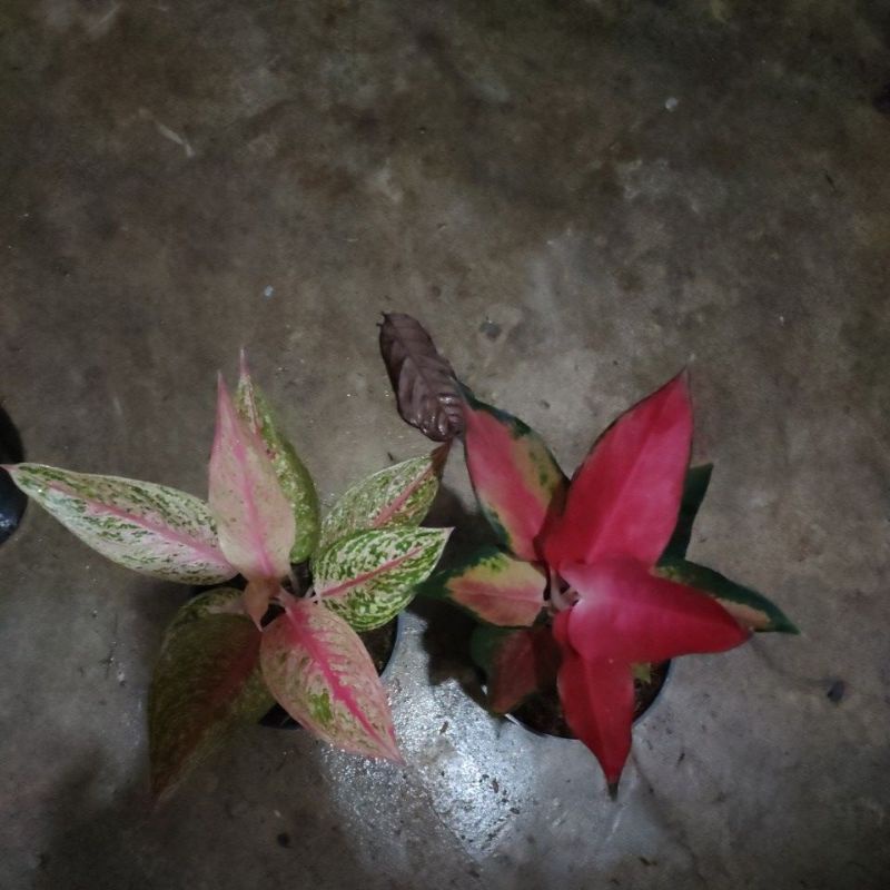 aglonema red legacy dan suksom