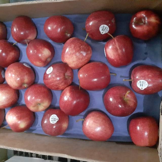 

BUAH APEL/BUAH SEGER