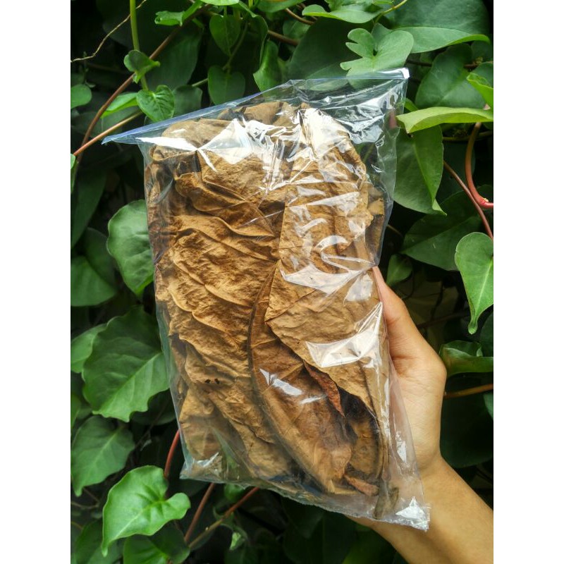 

Daun Ketapang Olahan Siap pakai