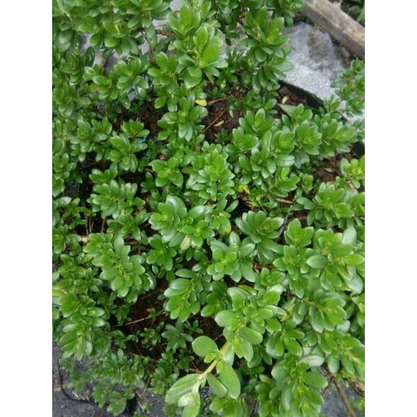 Bahan Bonsai Santigi Mawar Super