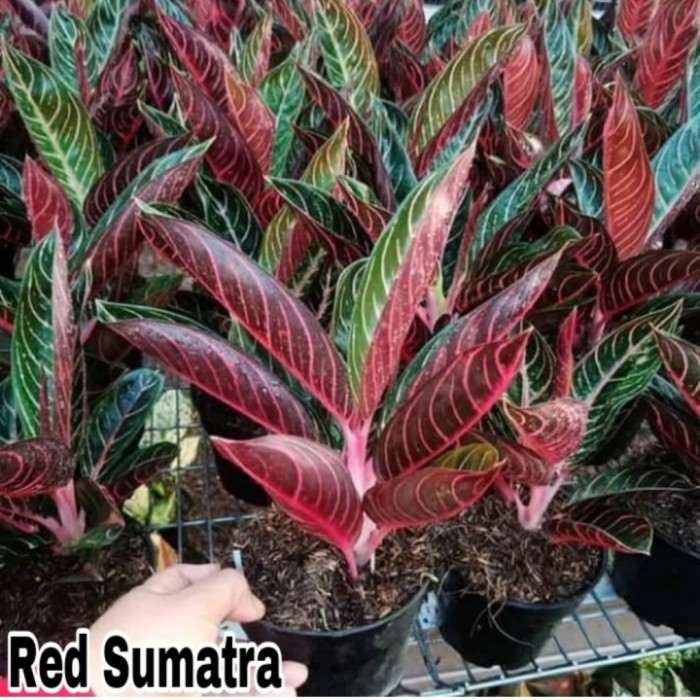 Tanaman Hias aglonema Red sumatra-Bonggol aglonema red sumatra