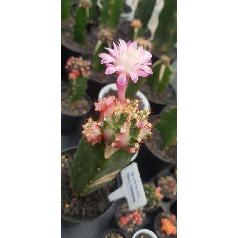 Kaktus / Cactus Import Indukan Gymno / Gymnocalycium Pink Diamond