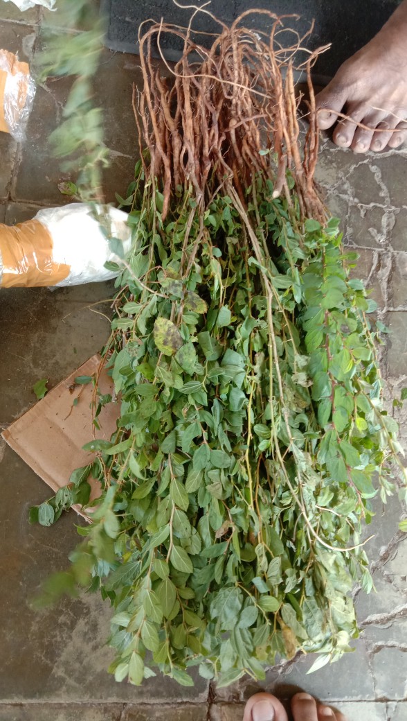 Grosir Bibit Bidara Harga Termurah Minimal Pemesanan 100 Bibit