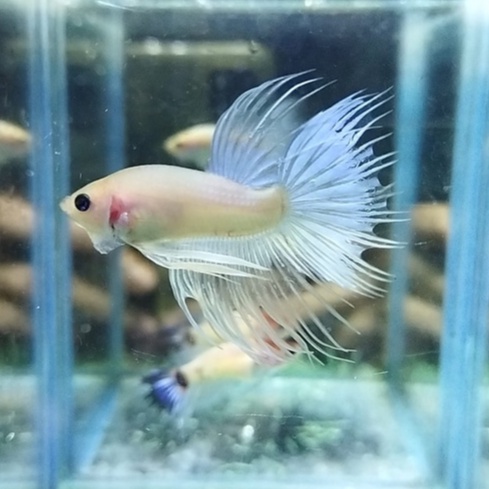 SEPASANG IKAN CUPANG SERIT/CROWNTAIL/CT FANCY LINE MASCOT x KOI 100% REALPICT (KODE AJ22)