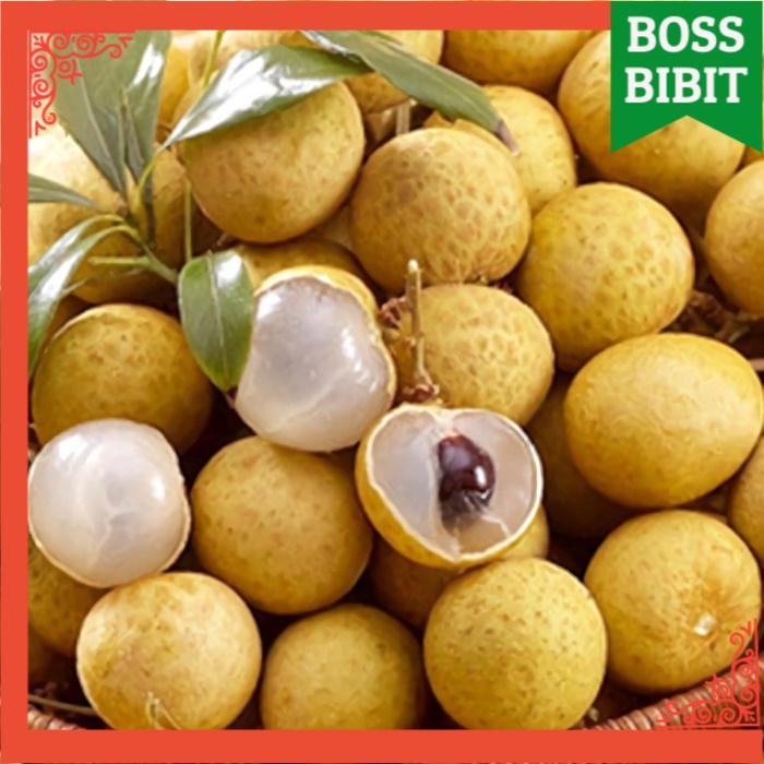 Bibit Kelengkeng Klengkeng New Cristal/Lengkeng Kristal NEW KRISTAL 60CM OKULASI cepat BERBUAH