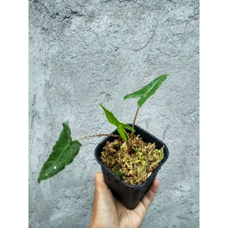 zebrina alokasia sp Sulawesi sangat mirip Zebrina reticulata