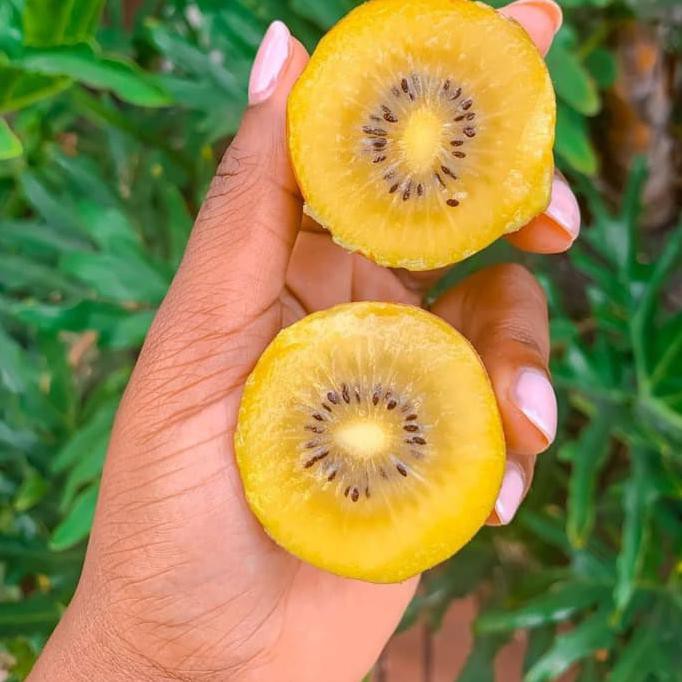 

Hanya Disini] Biji Buah Kiwi Golden