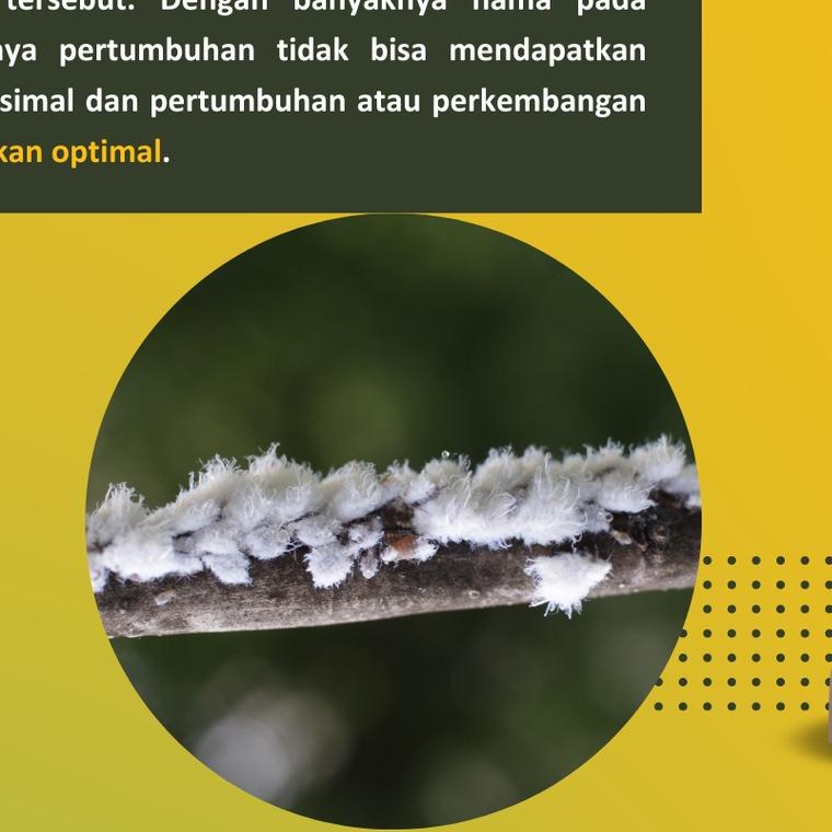 ☑ PHEFOC HCS Pestisida organik tanaman ➥