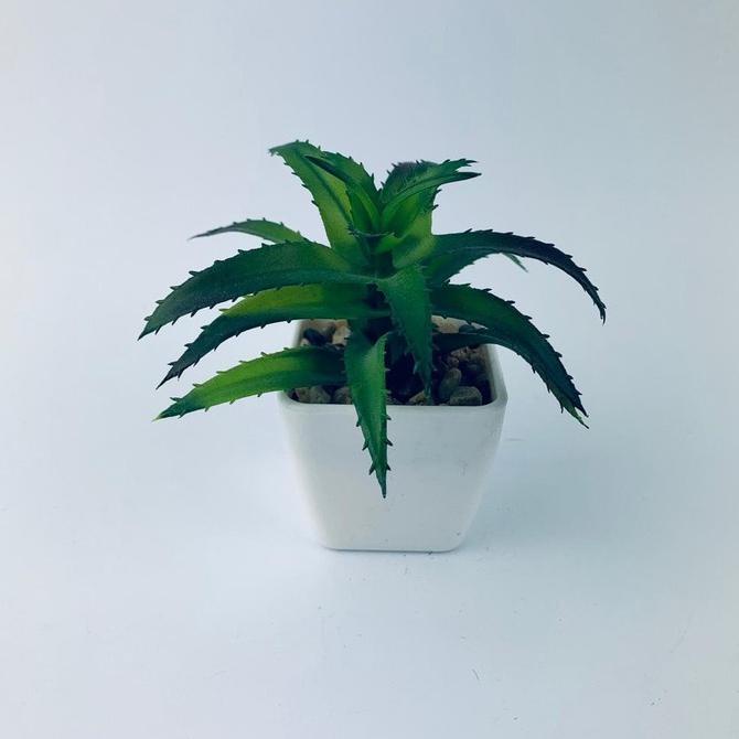 KAKTUS MINI / TANAMAN HIAS / ANEKA MACAM KAKTUS / TANAMAN PLASTIK - 01