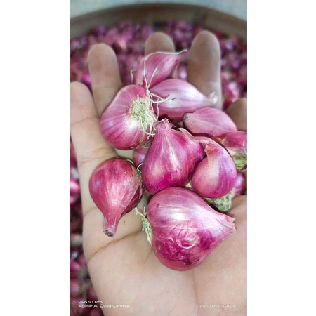 

BAWANG MERAH PROBOLINGGO SUPER
