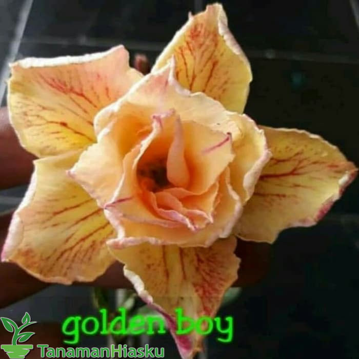 

Bibit Bunga Kamboja Adenium Golden Boy Harga