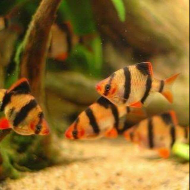 

Ikan Sumatra (Sumatra Barb)