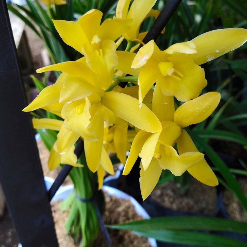 Jual Tanaman Anggrek Tanah Cymbidium Golden Boy Shopee Indonesia