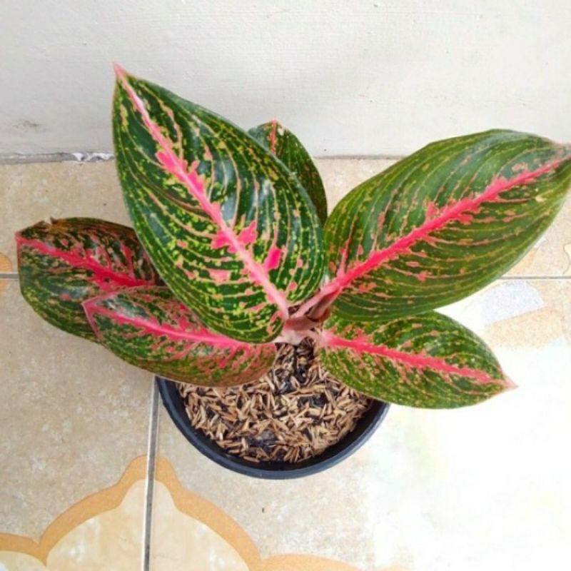 aglonema adelia anakan / babay