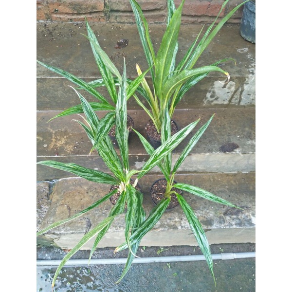 Aglaonema King of Bamboo, Bambu Hybrid