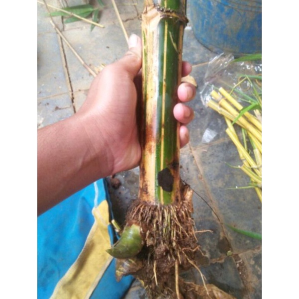 Bambu kuning bonggol bahan bonsai
