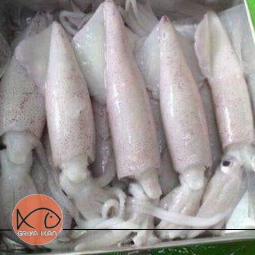 

CUMI SEGAR SIZE KECIL