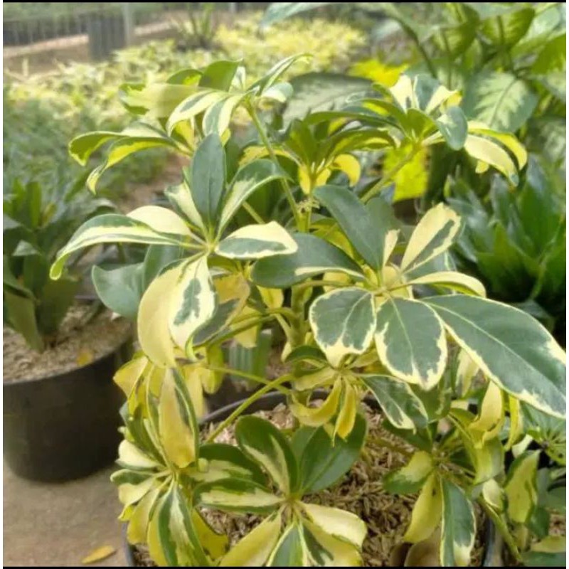 tanaman hias walisongo varigata / pohon walisongo varigata