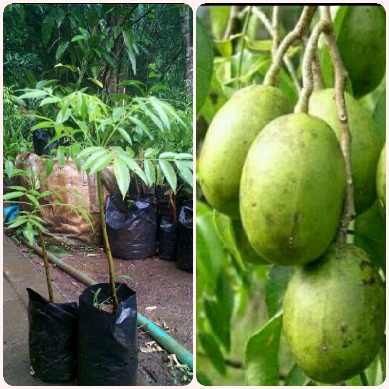 Bibit Tanaman Buah Kedondong