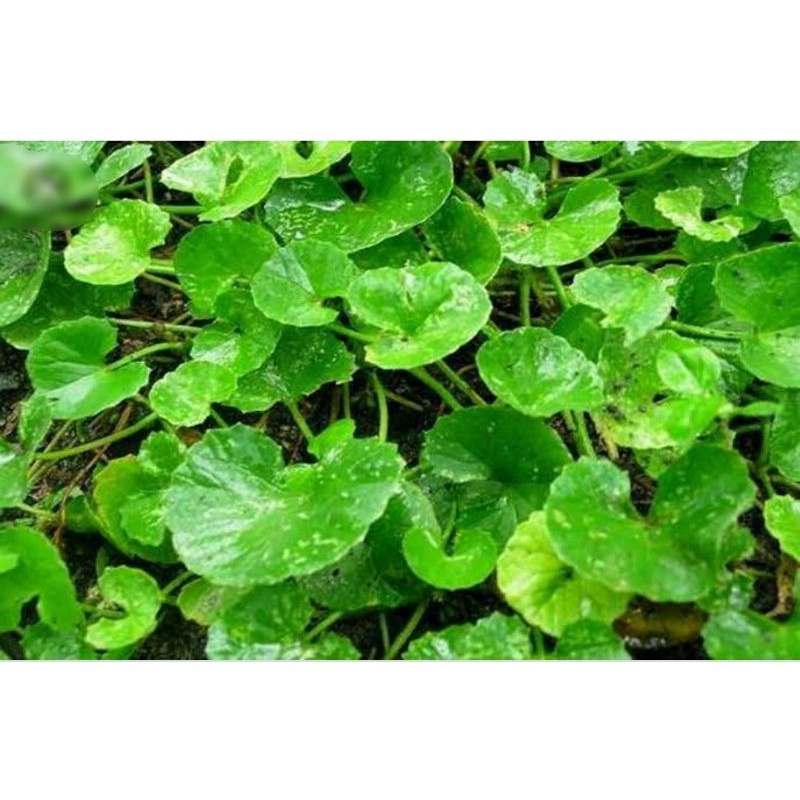 

FRESS Daun pegagan segar herbal ASLI ALAM /100grm