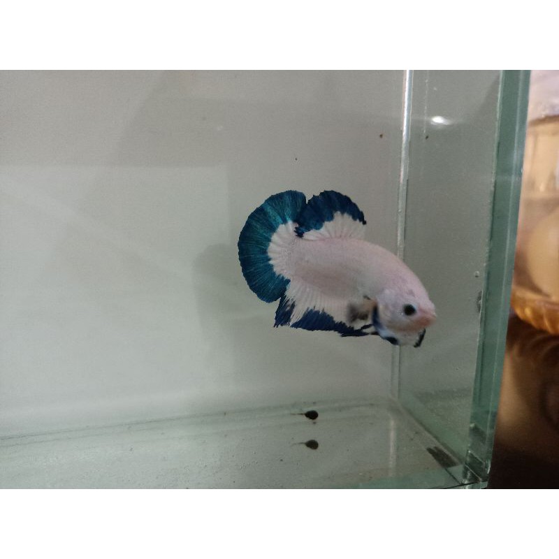 CUPANG BLUE RIM bkn avatar gold multi Nemo black mumba