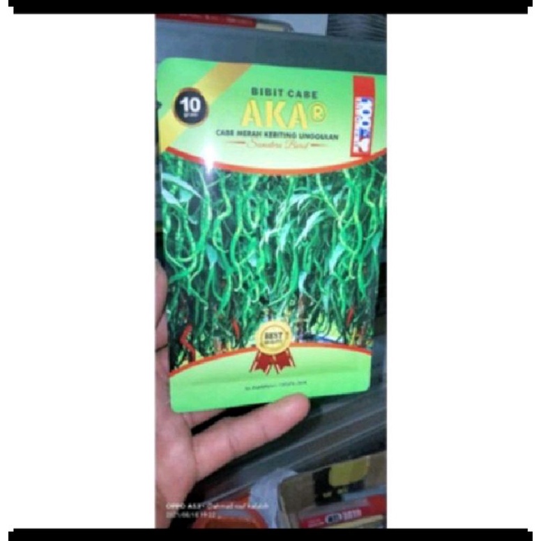 Cabe Akar Tahan Virus Cabe Keriting Unggulan Asli Sumatra Barat
