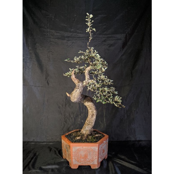 Bonsai Kiperak Silver Berry Medium Prospek extream Sertifikat Pamnas