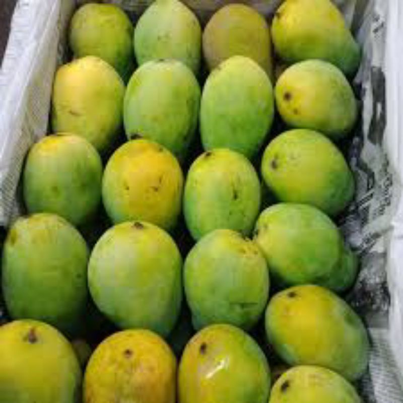 

Mangga Gadung Mangga Harum Manis Mangga Alpukat 1kg (Untuk area malang-batu di saran kan menggunakan pengiriman instant)