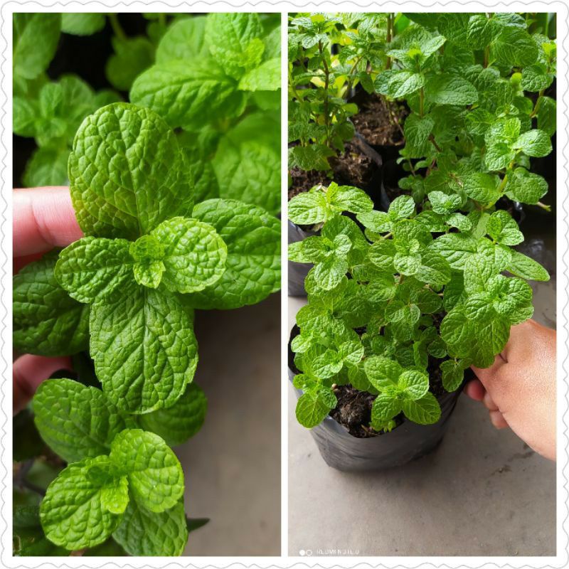 Bibit Tanaman Daun Mint Bibit Mint Pohon Mint