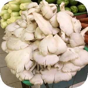

Jamur Tiram 250 g
