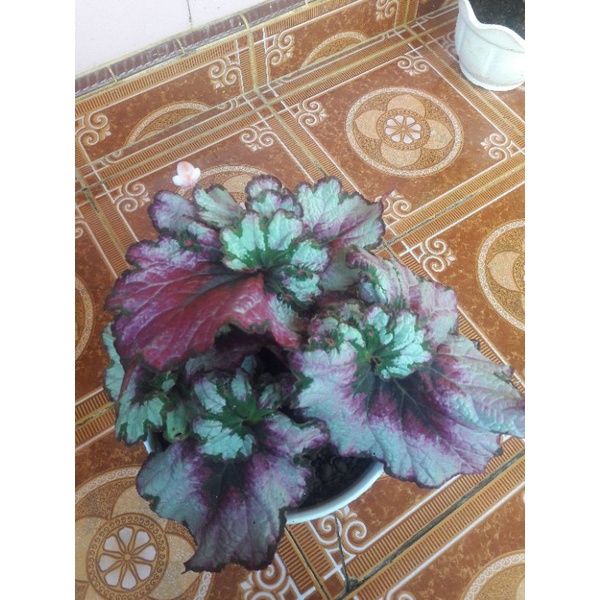 baby begonia keong three color