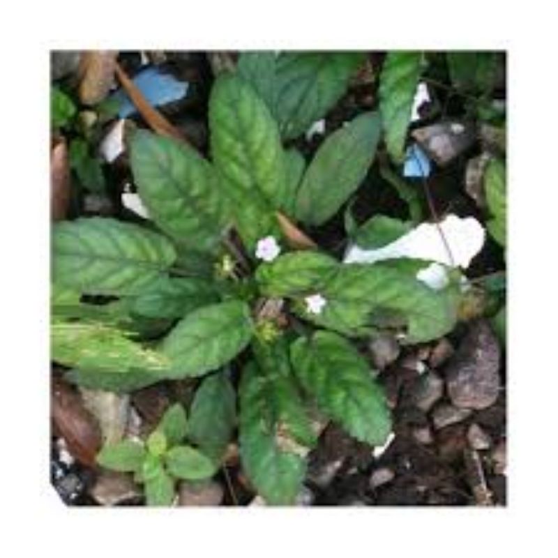 bibit tanaman herbal gempur batu