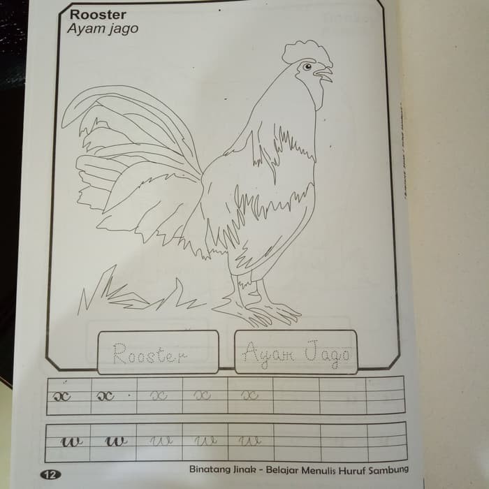 720+ Gambar Binatang Unggas Untuk Diwarnai HD Terbaru