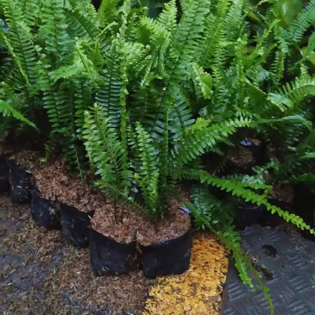 Pakis tanaman hias pakis pohon pakis vertical garden pakis kelabang tanaman hias