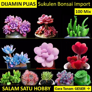 Biji Seed Bibit Bunga Sukulen Scoolent Langka Tanaman Import 100 Butir Mix Per Pack 50 Jenis Shopee Indonesia