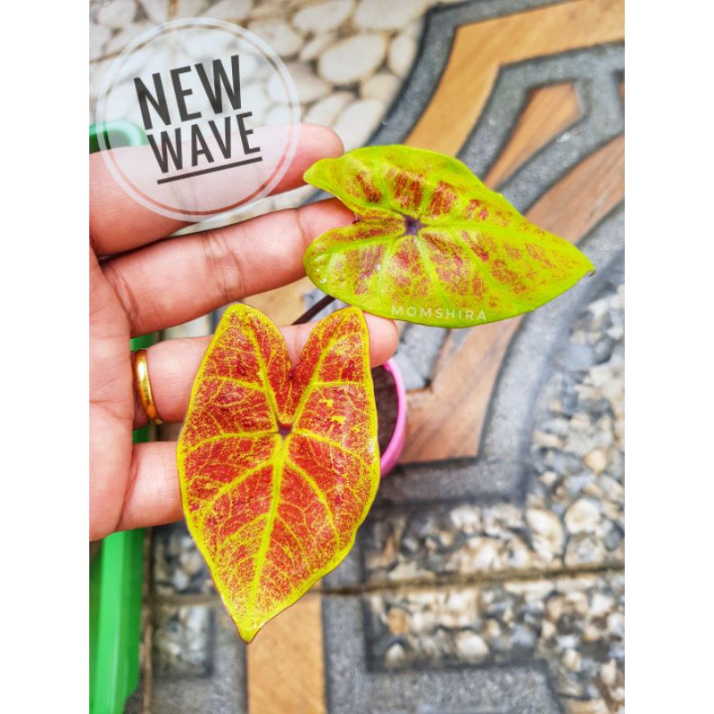 Caladium New Wave / Keladi Impor New Wave
