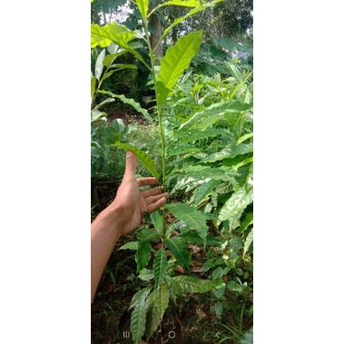 bibit sawo abiu jumbo