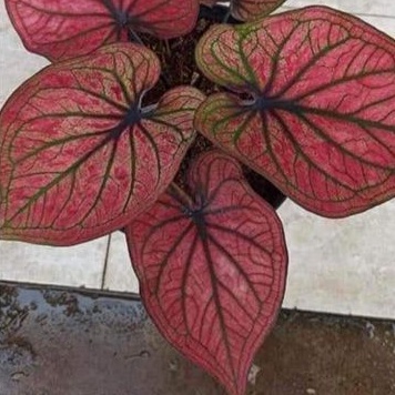 caladium H33/Caladium hybried/import/thay