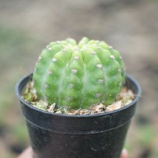 Kaktus Echinopsis Subdenuata