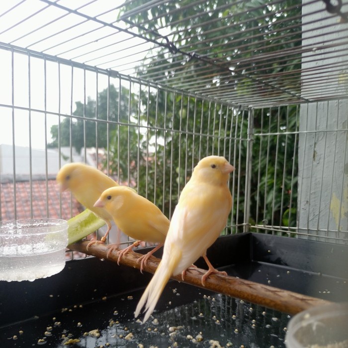 TERLARIS burung kenari / kenari / kenari Holland / kenari lokal super / kenari HGS0X-56