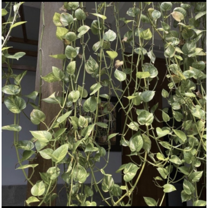 Sirih gading tanaman panjang 1.5m sudah hidup